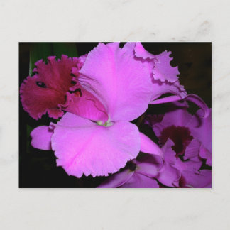 Orchid Postcard