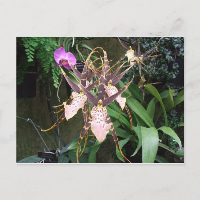 Orchid Postcard (Front)