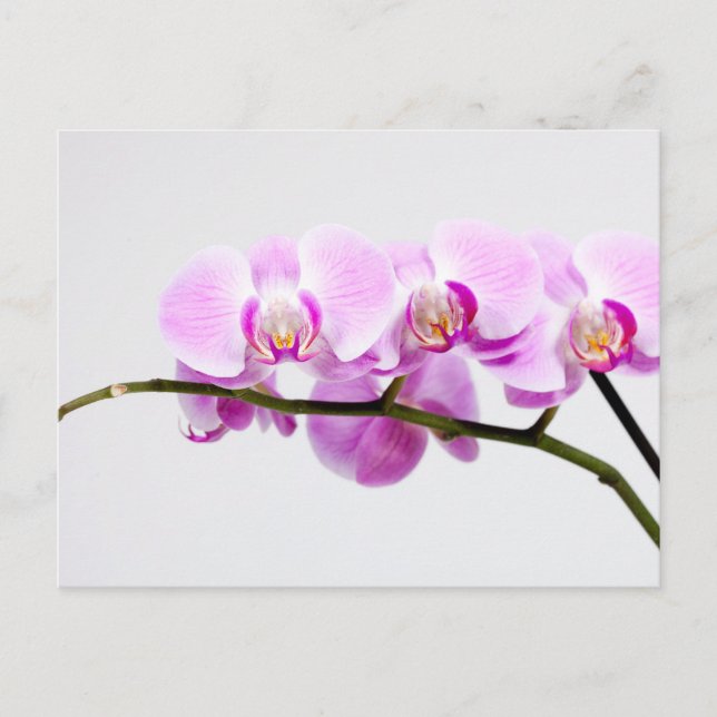 orchid postcard (Front)
