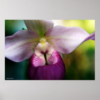 Orchid Poster