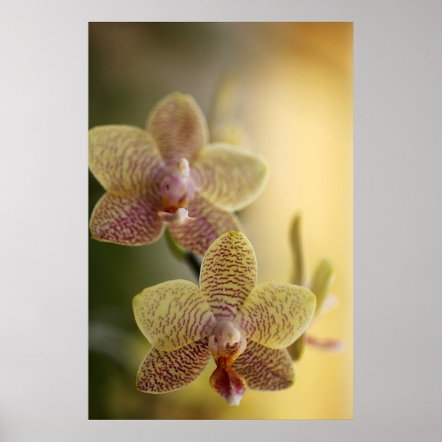 Orchid Poster (Front)