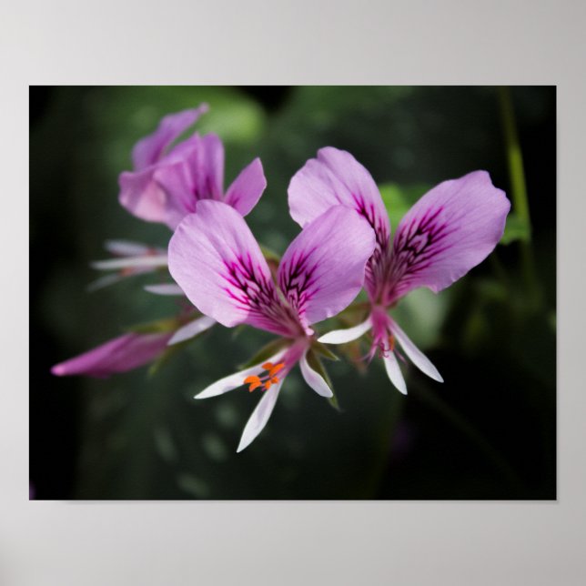 Orchid Poster (Front)