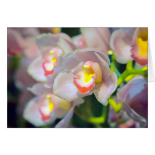 Orchid Restyle Cards