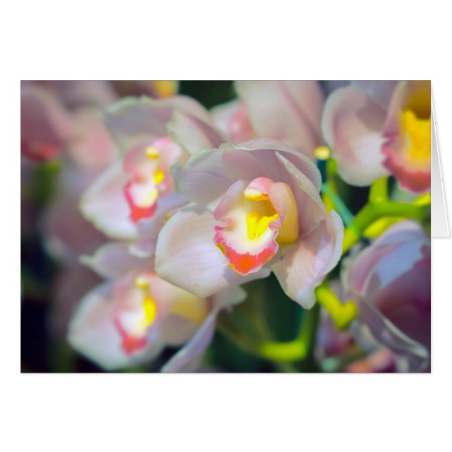 Orchid Restyle Cards (Front Horizontal)