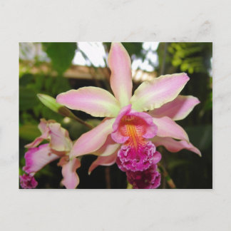 Orchid Seven Postcard