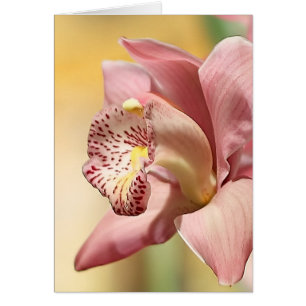 Orchid Single Pink Bloom Cards