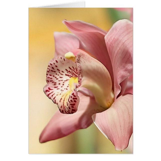 Orchid Single Pink Bloom Cards (Front)