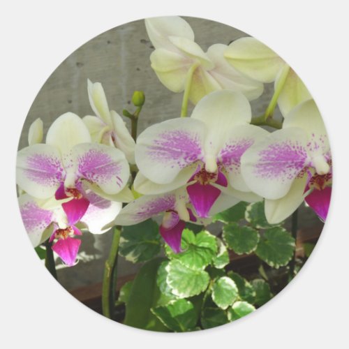 Orchid Sticker