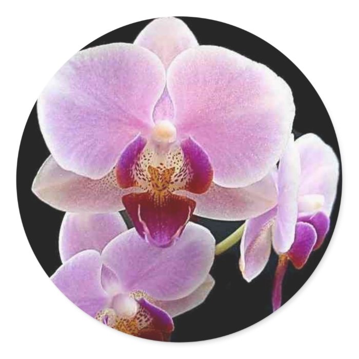 Orchid Sticker