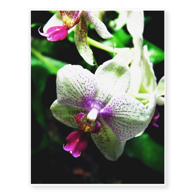Orchid Temporary Tattoos (Front)