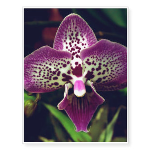 Orchid Temporary Tattoos