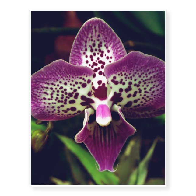 Orchid Temporary Tattoos (Front)
