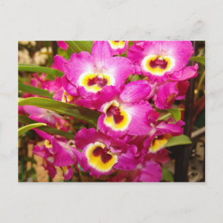 Orchid Three Postcard