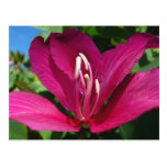 Orchid Tree Blossom Postcard