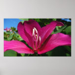 Orchid Tree Blossom Poster