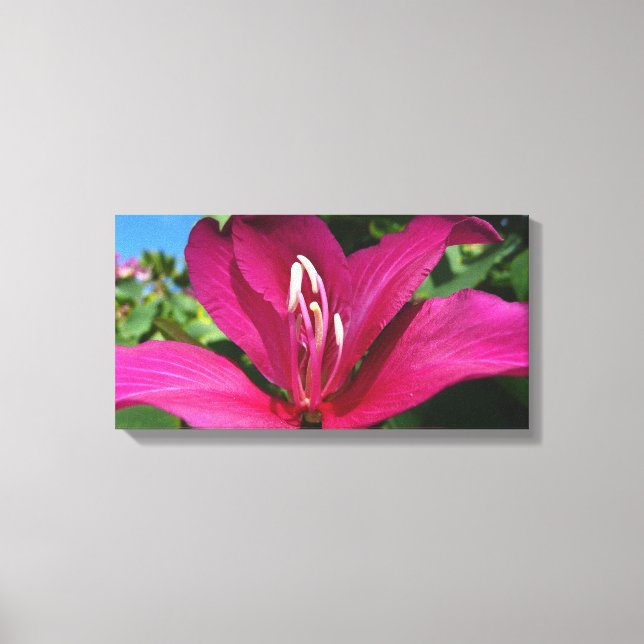 Orchid Tree Blossom Tropical Floral Canvas Print (Front)