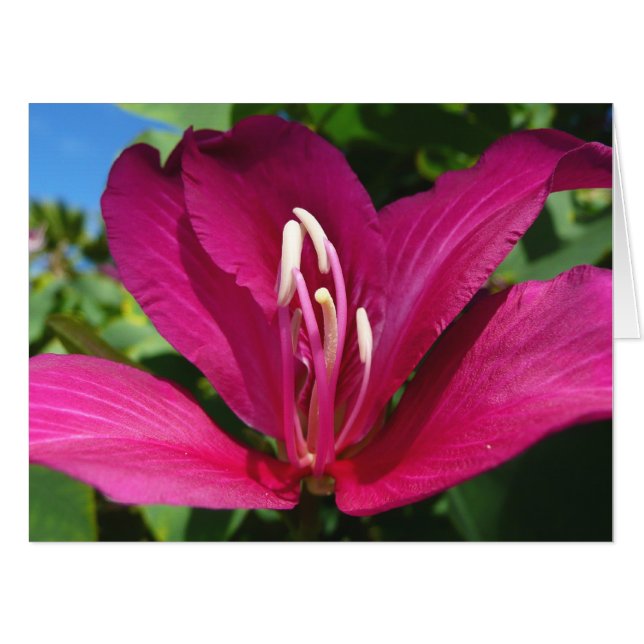 Orchid Tree Blossom Tropical Floral Card (Front Horizontal)