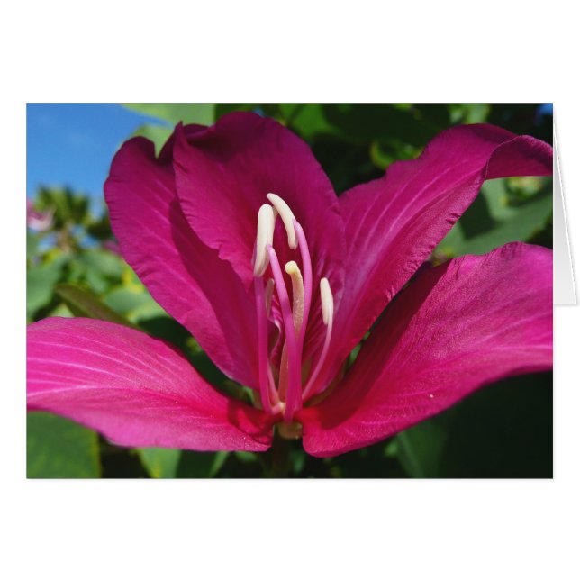 Orchid Tree Blossom Tropical Floral Cards (Front Horizontal)