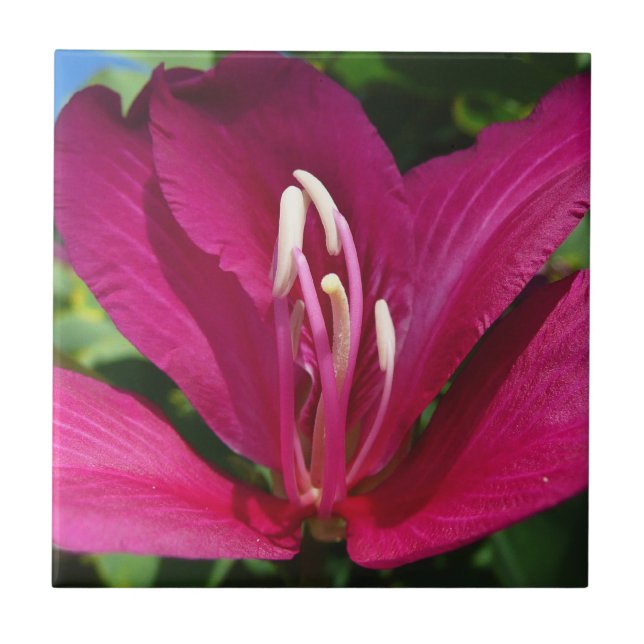 Orchid Tree Blossom Tropical Floral Ceramic Tile (Front)