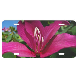 Orchid Tree Blossom Tropical Floral License Plate