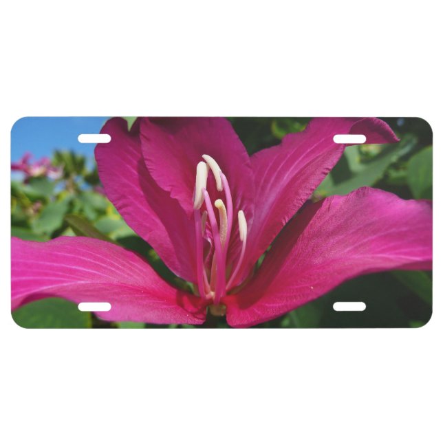 Orchid Tree Blossom Tropical Floral License Plate (Front)