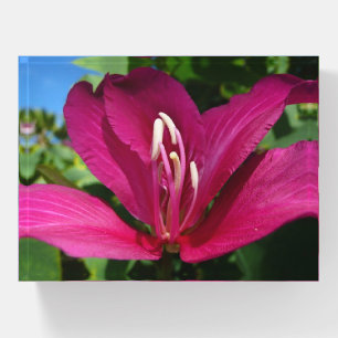 Orchid Tree Blossom Tropical Floral Paperweight