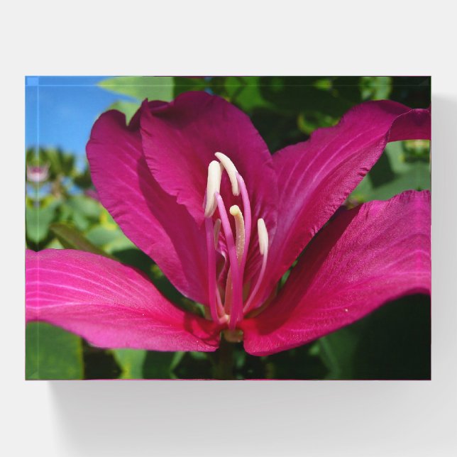 Orchid Tree Blossom Tropical Floral Paperweight (Front)