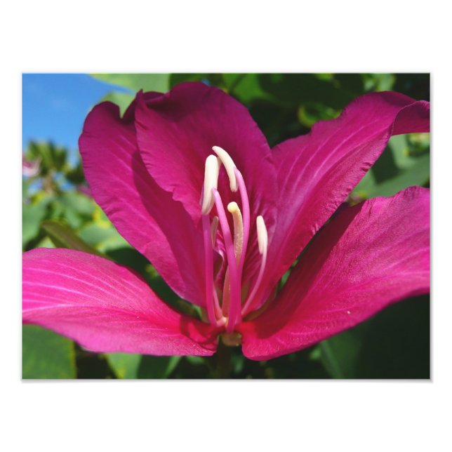 Orchid Tree Blossom Tropical Floral Photo Print (Front)
