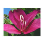 Orchid Tree Blossom Tropical Floral Postcard