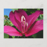 Orchid Tree Blossom Tropical Floral Postcard