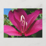 Orchid Tree Blossom Tropical Floral Postcard