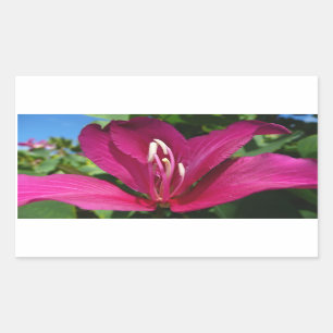 Orchid Tree Blossom Tropical Floral Rectangular Sticker