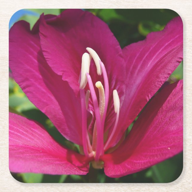 Orchid Tree Blossom Tropical Floral Square Paper Coaster (Front)