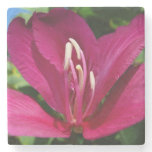 Orchid Tree Blossom Tropical Floral Stone Coaster