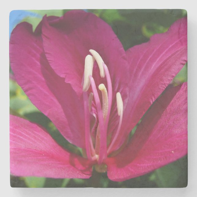 Orchid Tree Blossom Tropical Floral Stone Coaster (Front)