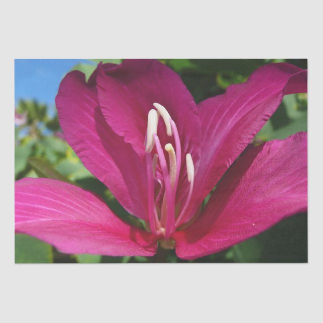 Orchid Tree Blossom Tropical Floral Tissue Paper (Front)