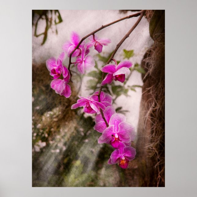 Orchid - Tropical Passion Poster (Front)