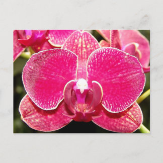 Orchid Two Postcard