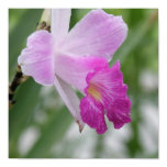 Orchid Types Poster Print