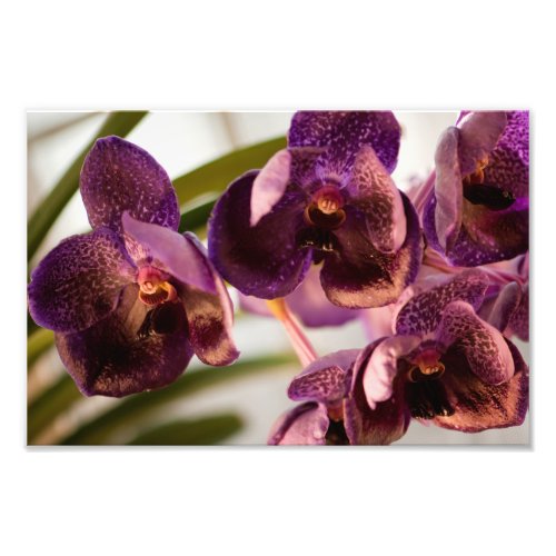 Orchid Vanda Pures Wax Flower Group Photo Print