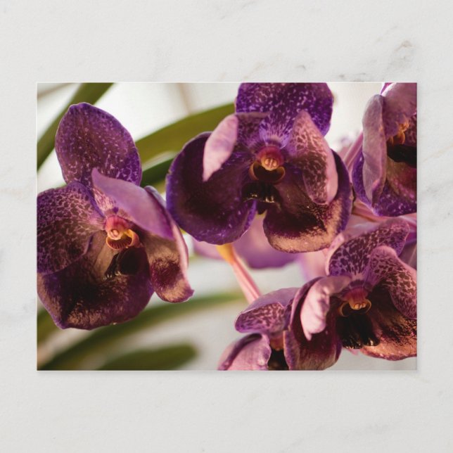 Orchid Vanda Pure's Wax Flower Group Postcard (Front)