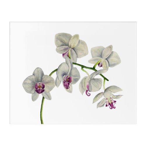 Orchid Watercolor Painting Acrylic Print