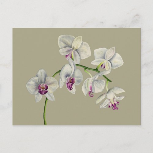Orchid Watercolor Painting Postcard