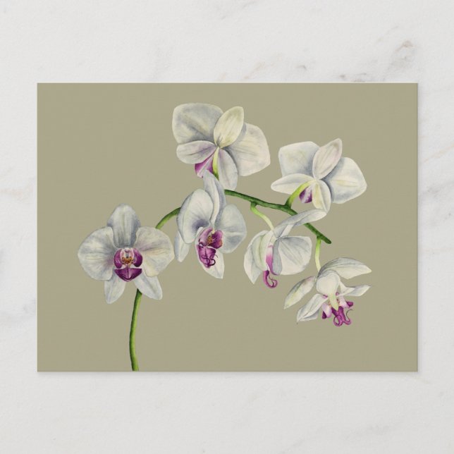 Orchid Watercolor Painting Postcard (Front)