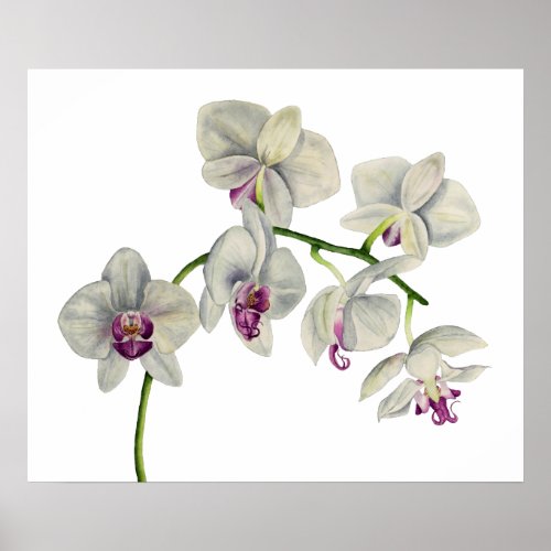Orchid Watercolor Painting Poster