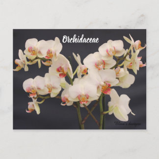 Orchidaceae, orquidea, postcard
