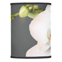 Orchidaceae (white orchids