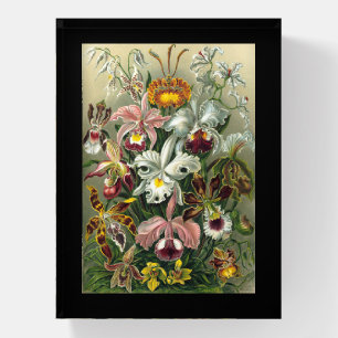 "Orchidae" by Ernst Haeckel Paperweight