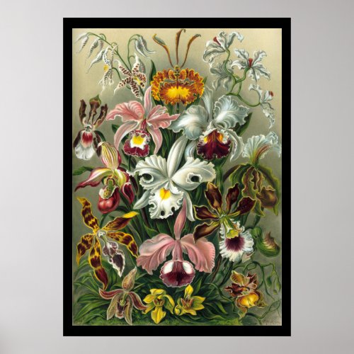 Orchidae by Ernst Haeckel Poster