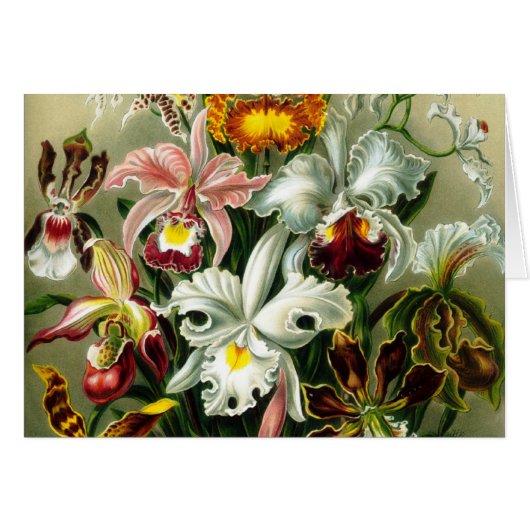 Orchidae Cards (Front Horizontal)